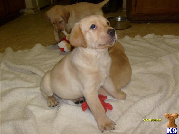 Puppies in Van alstyne